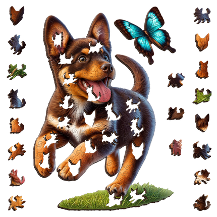 Kelpie Pup