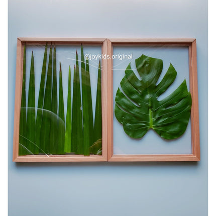 Acrylic Display Frame - Solid BeechWood Frame